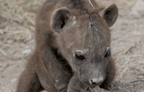 Kenya_Amboseli_5
