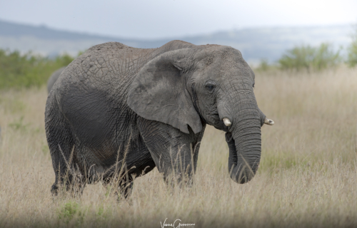 Kenya_Masai_4