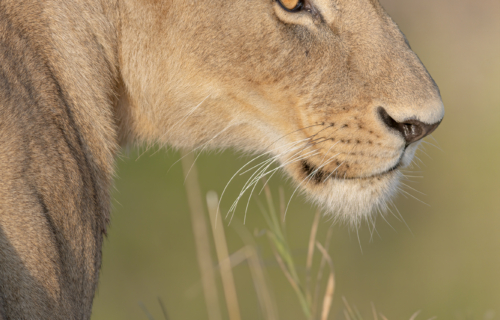 Kenya_Masai_8