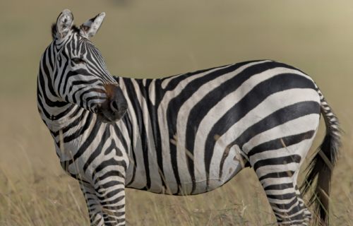 Kenya_Masai_9
