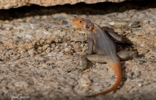 Namibia_53