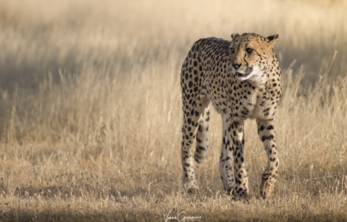 Namibia_55
